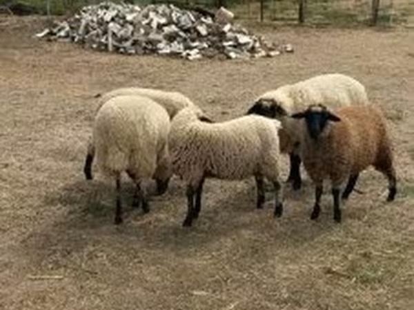 Oveja, Ovejas — Hungría