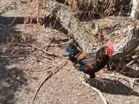 Chickens — photo 5