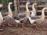 Geese — foto 3