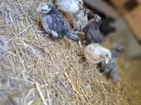 Chickens — photo 3