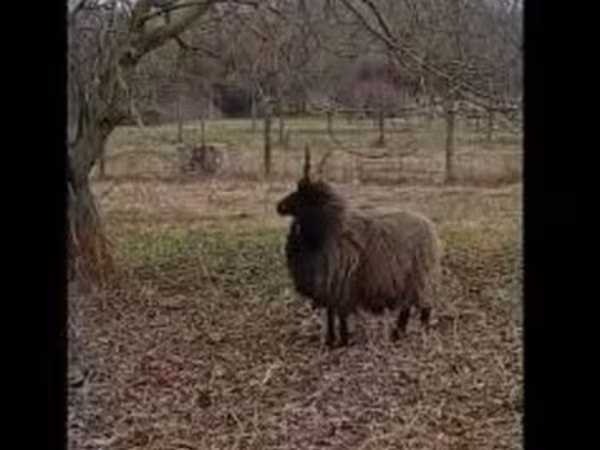 نعجة, Racka sheep — هنغاريا