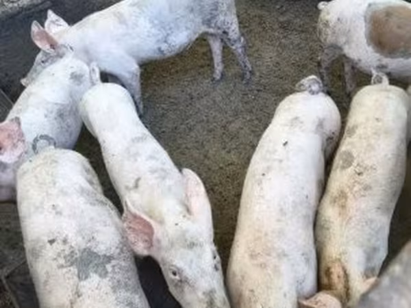 公猪, Pigs — 匈牙利