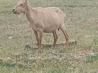 公山羊, Alpine goat — 照片 1