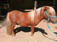 Cheval, Shetland Pony — photo 4