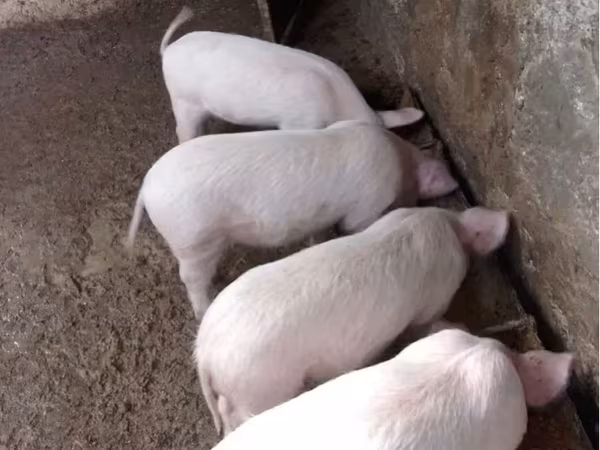 母猪, Pigs