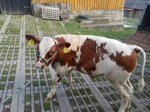 Býk, Skot