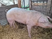 母猪, Pigs — 照片 4