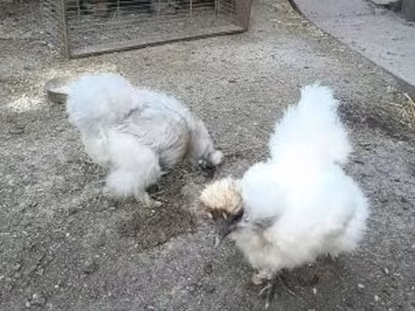 gallina danesa
