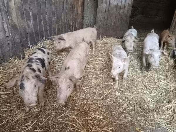 Schweine (Partie, Geschlecht nicht angegeben), Schweine — Ungarn
