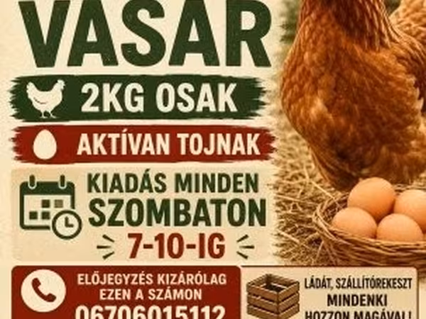 Chickens