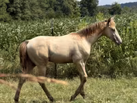 Hengst, Kentucky mountain daddle horse — Foto 8