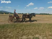 Stute, Hungarian horse breed — Foto 2