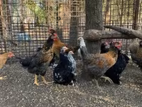 Chickens — Foto 4