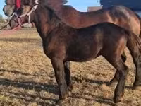 Cavalo, Percheron — foto 1