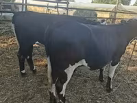 Vaca, Ganado vacuno — foto 3