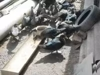 Ducks — zdjęcie 5