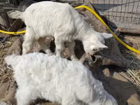 Bak, Saanen goat — 4. fotó