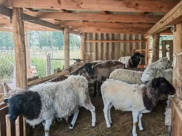 كبش, Dorper sheep — هنغاريا