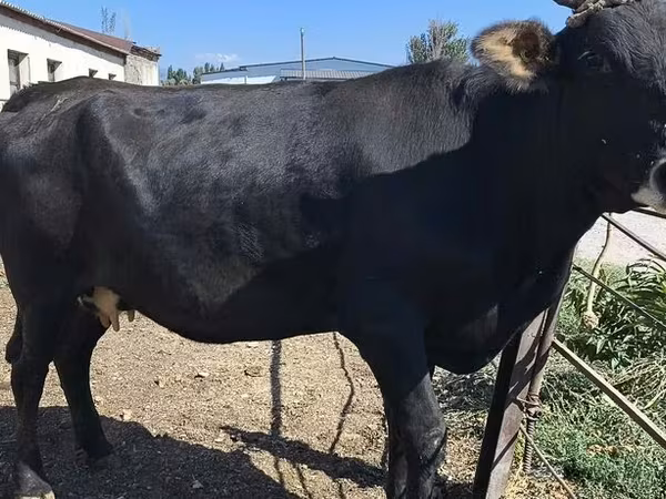 Vaca, Raça Holstein