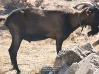 Теке, Alpine goat — 5-сурет