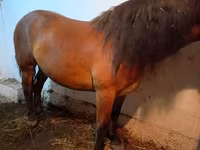 公马, Horses — 照片 4