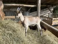 公山羊, Saanen goat — 照片 5