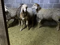 公羊, Sheep — 照片 3