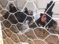 Chickens — الصورة 1