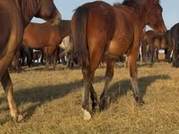 حصان, Mugalzhar horse — الصورة 6