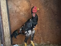 Chickens — zdjęcie 1