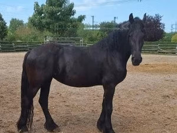 घोड़ी, Friesian