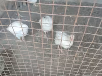 Chickens — फ़ोटो 1