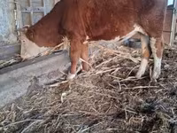 بقرة, Simmental cattle — الصورة 2