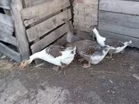 Geese — Foto 5