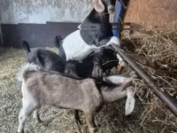 公山羊, Nubian Goat — 照片 3