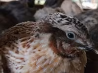 Quails — foto 1