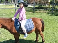 Mare, Horses — photo 1