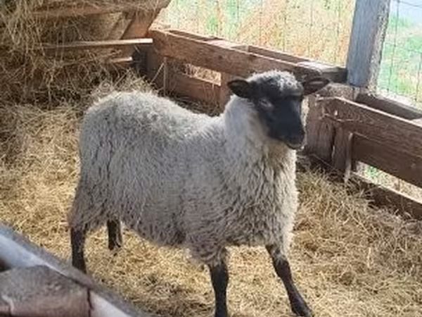 Beran, Ovce — Maďarsko