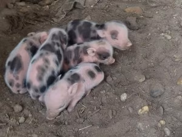 Schweine (Partie, Geschlecht nicht angegeben), Schweine