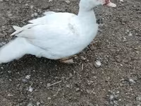 Ducks — फ़ोटो 6