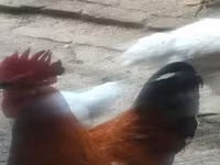 Chickens — Foto 1