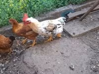 Chickens — 4. fotó