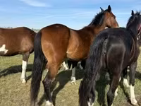 Kanca, Dutch warmblood horse — 4. fotó