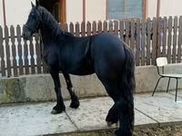 Айғыр, Friesian — 3-сурет