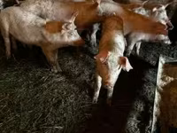 Boar, Pigs — photo 2