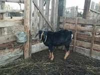 Қошқар, Romanov sheep — 5-сурет