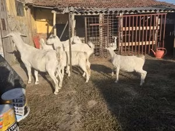 Cabra, Cabras