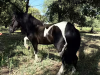 خيول (دفعة، الجنس غير محدد), American shetland pony — الصورة 1
