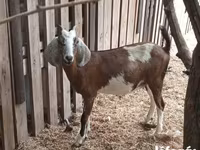 公山羊, Goats — 照片 5