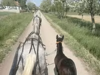 Stute, Lipizzaner — Foto 4